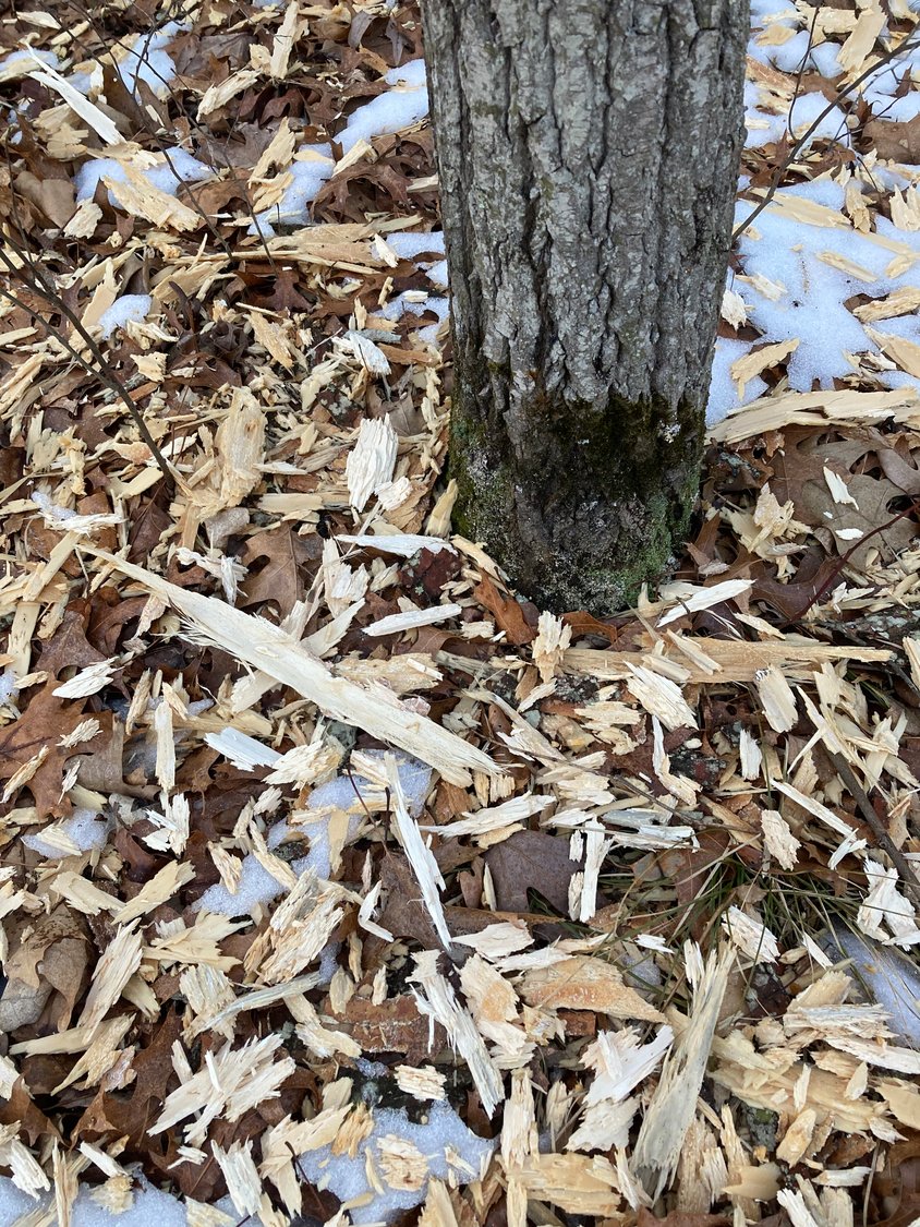 A pool of chiseled shards cast off by a woodpecker searching for sustenance collects at the base of a tree.